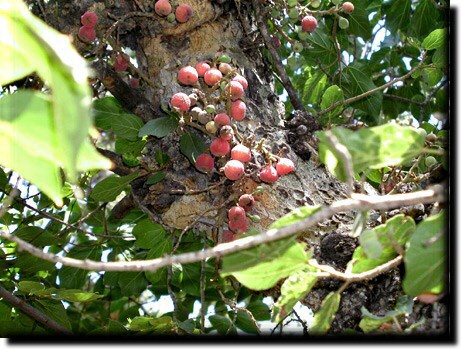 Sycomore fruit ?? (Sa-ngshù)/ Ficus sycomorus L / Shakam (????)/ Shikmah (????? )